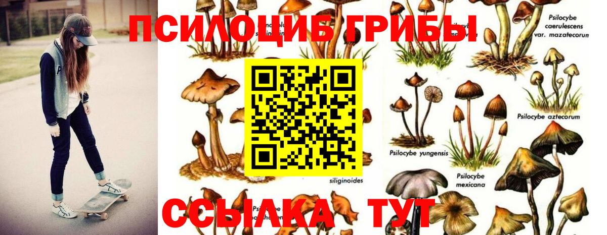 Галлюциногенные грибы Psilocybe Моздок